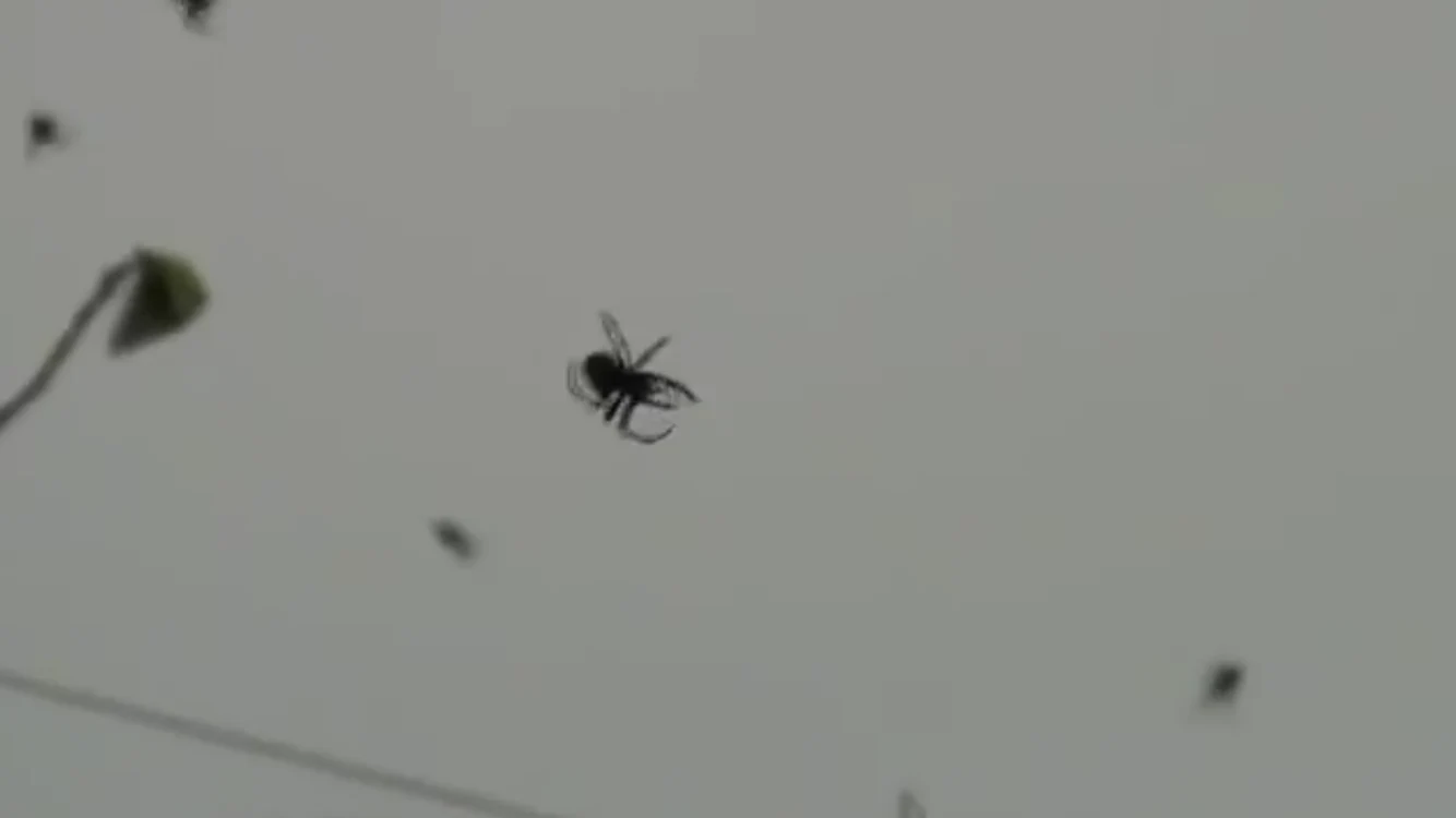 Păianjenii au acoperit cerul cu pânzele lorFoto Youtube