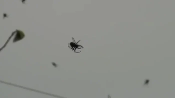 Păianjenii au acoperit cerul cu pânzele lorFoto Youtube