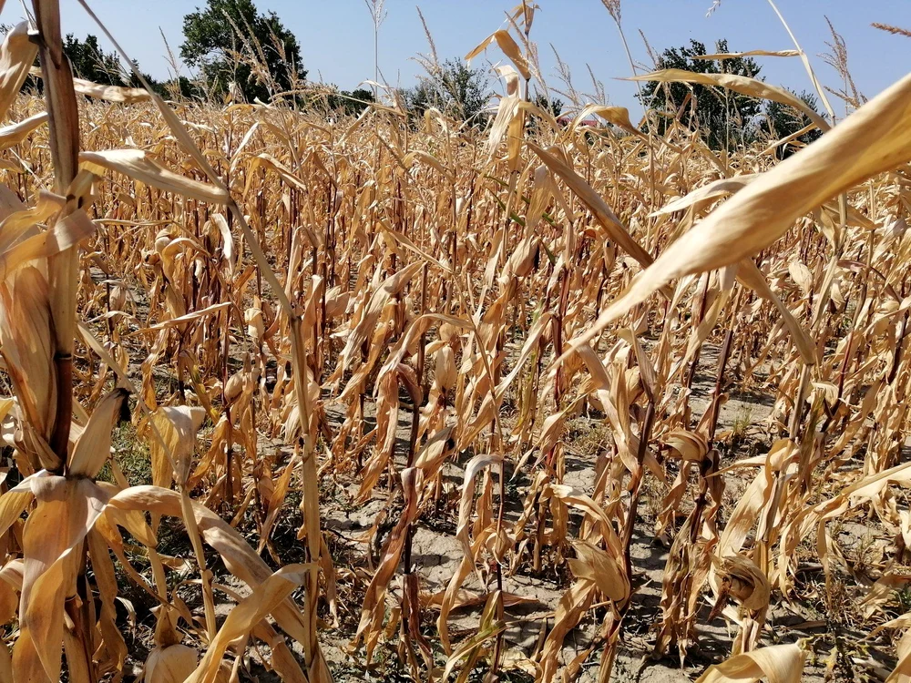 UE şi-a redus, încă o dată, estimările privind producţia de porumb, Foto: Arhivă Adevărul