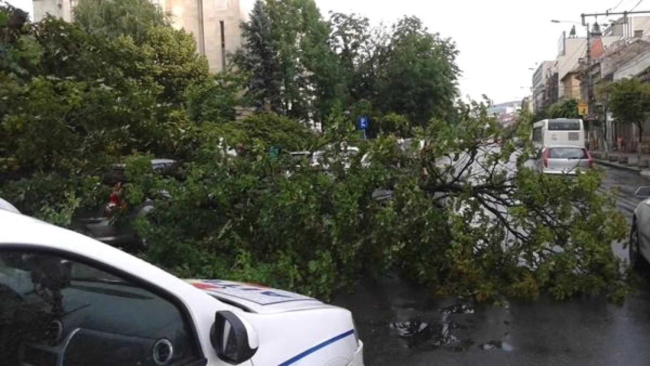 În total, patru maşini au fost avariate de copacul căzut în Sectorul 6 FOTO Arhivă Adevărul