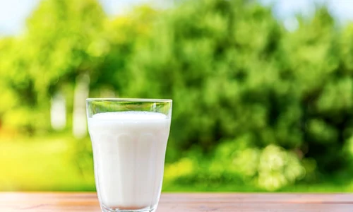 gustul laptelui de vacă vara  jpg