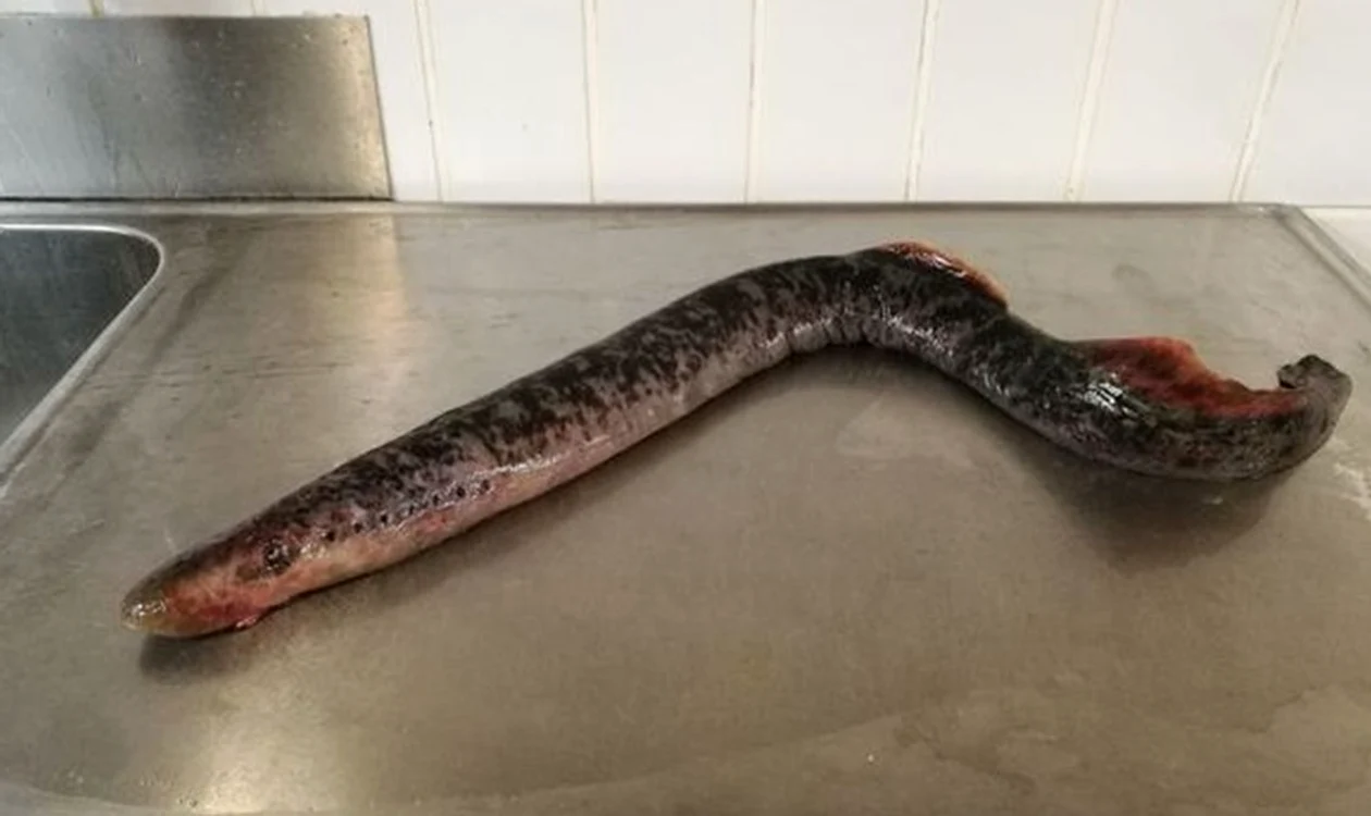 Lampreda de mare suge sângele prăzii sale (foto: mirror.co.uk)