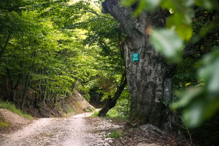 Drumeţie şi biodiversitate. FOTO: Carpathia