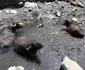 IMG 9707 JPG