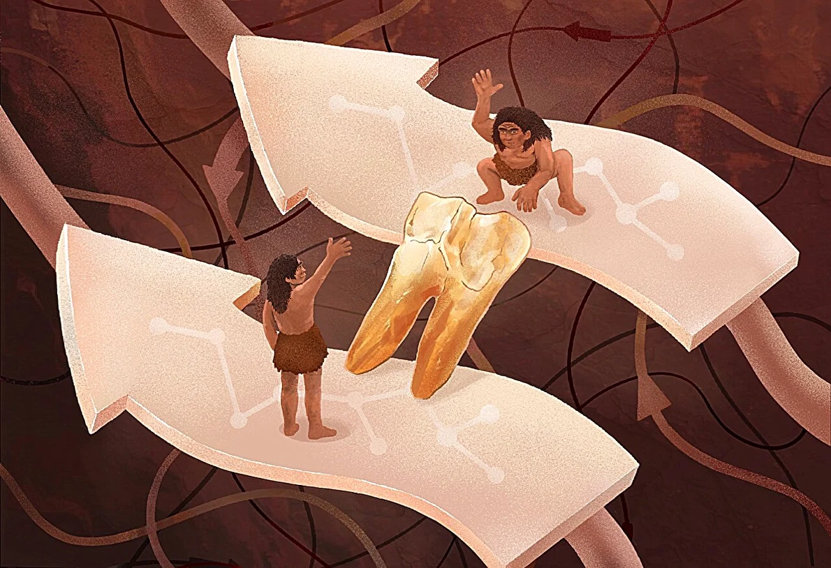 O ilustrație care arată cum analiza smalțului dentar a dezvăluit conexiuni surprinzătoare între grupurile umane arhaice (© Institutul de Paleontologie a Vertebratelor și Paleoantropologie, Academia Chineză de Științe)