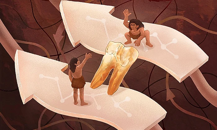 O ilustrație care arată cum analiza smalțului dentar a dezvăluit conexiuni surprinzătoare între grupurile umane arhaice (©  Institutul de Paleontologie a Vertebratelor și Paleoantropologie, Academia Chineză de Științe)