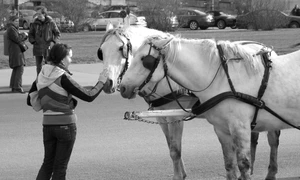 "Crescătoria autohtonă şi a pierdut busola" jpeg