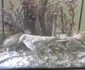 Animale împăiate pe vremea Austro-Ungariei FOTO Ştefan Both