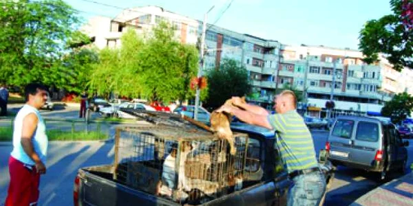 Maidanezii din Slatina, vânaţi de hingheri