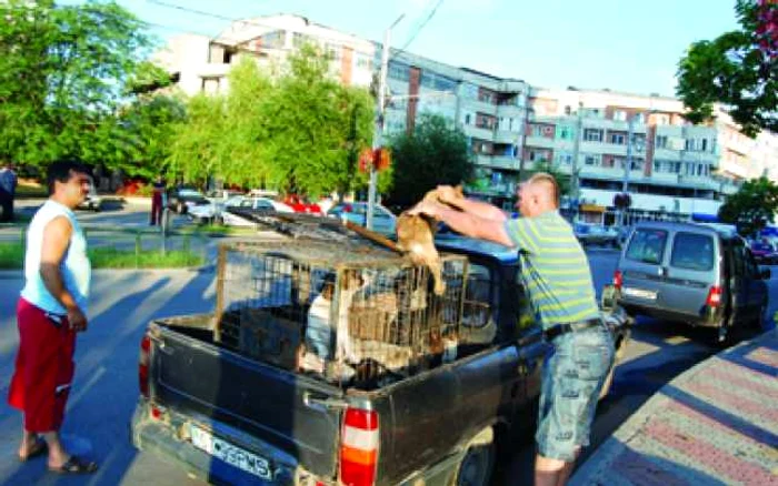 Maidanezii din Slatina, vânaţi de hingheri