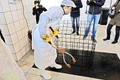 Pasul 2 Înainte să fie sacrificaţi  mieii sunt “anesteziaţi” jpeg