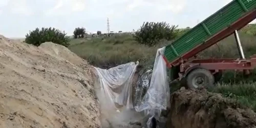 Porci omorati din cauza pestei porcine FOTO Captură video