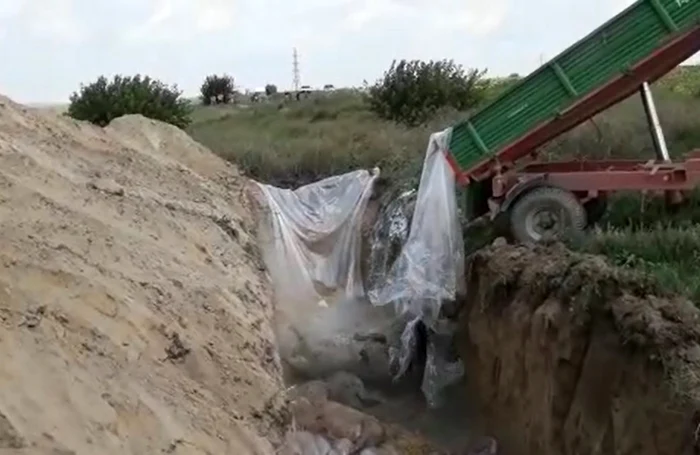 Porci omorati din cauza pestei porcine FOTO Captură video