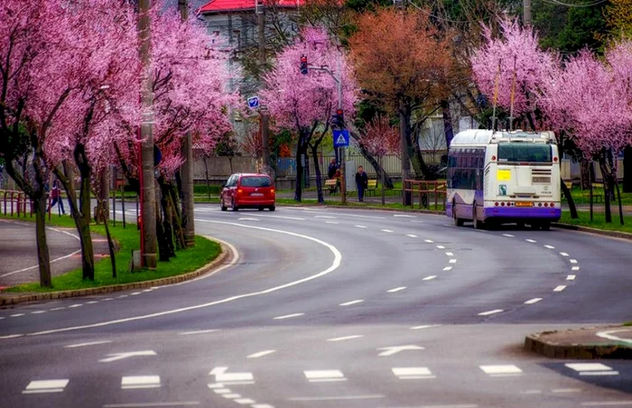 Timişoara a înflorit spectaculos FOTO Răzvan Vitionescu