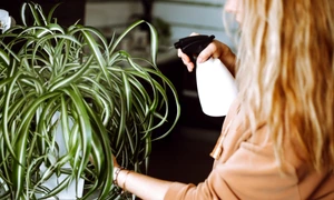Plante usor de intretinut, foto Shutterstock jpg