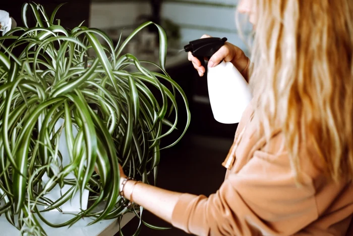 Plante superbe care rezistă mult timp fără apă / Foto: Shutterstock