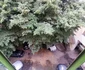 Locul crimei de la Timișoara FOTO Ștefan Both