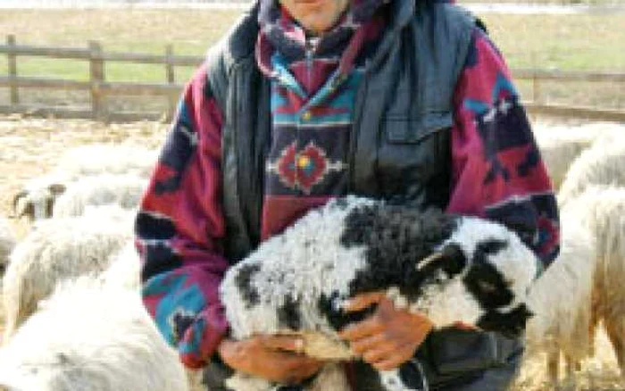 Ciobanul Gheorghe Pavăl dă consătenilor mieii pe grâu