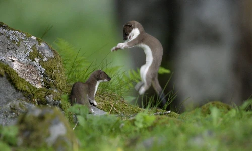 1 53716 original jpg jpeg