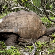 testoase insula galapagos jpg