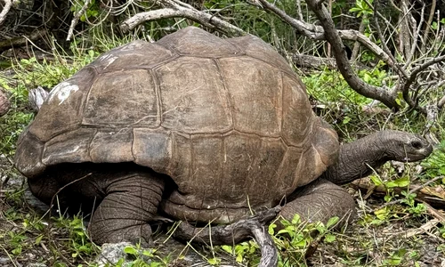 testoase insula galapagos jpg