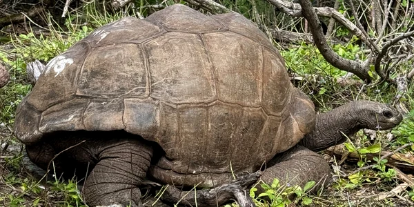 testoase insula galapagos jpg