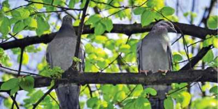 Numărul de păsări a scăzut odată cu cel al insectelor cu care acestea se hrăneau