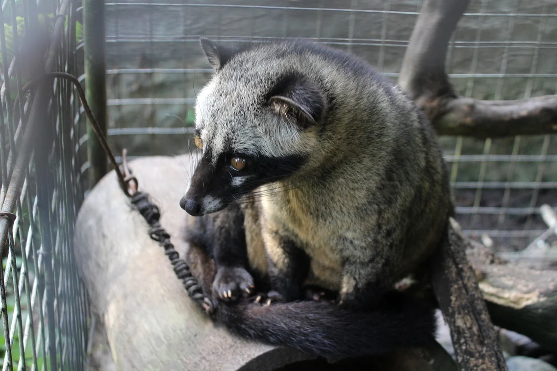 2 luwak 4947022 1280 jpg jpeg