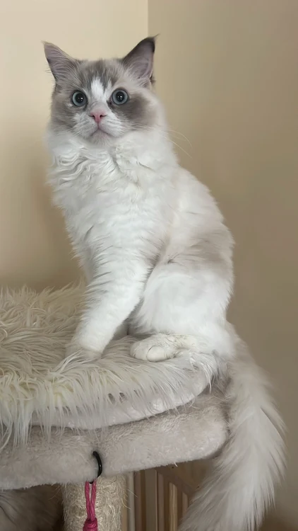 Heidi Of Beautyfur Dolls jpg