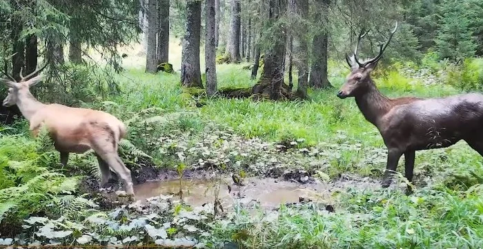 Cerbii își dispută supremația în perioada bocănitului FOTO captură video Parcul Natural Apuseni