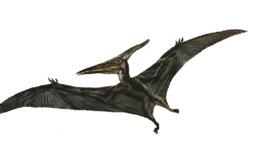 Cel mai mare Pterosaur din lume a fost descoperit în România jpeg