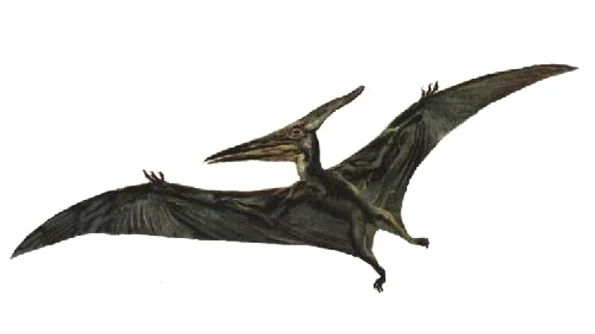 Cel mai mare Pterosaur din lume a fost descoperit în România jpeg