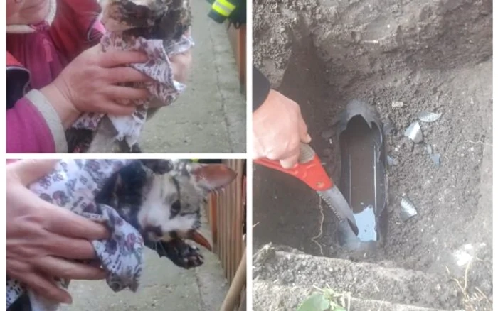 Pisica a fost salvată şi redată stăpânei