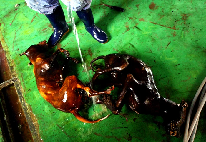 Câini pregătiți de consum într-un abator pentru carne de câine din Coreea de Sud