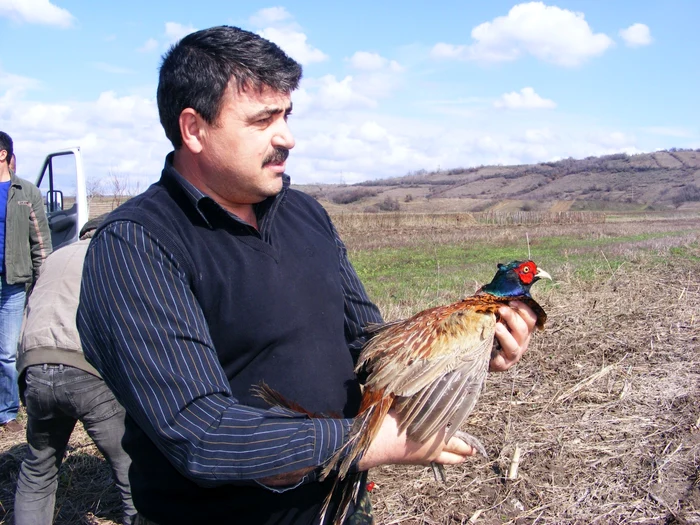 Vânătorii au populat fondurile de vânătoare cu 1100 de fazani FOTO Corina Macavei