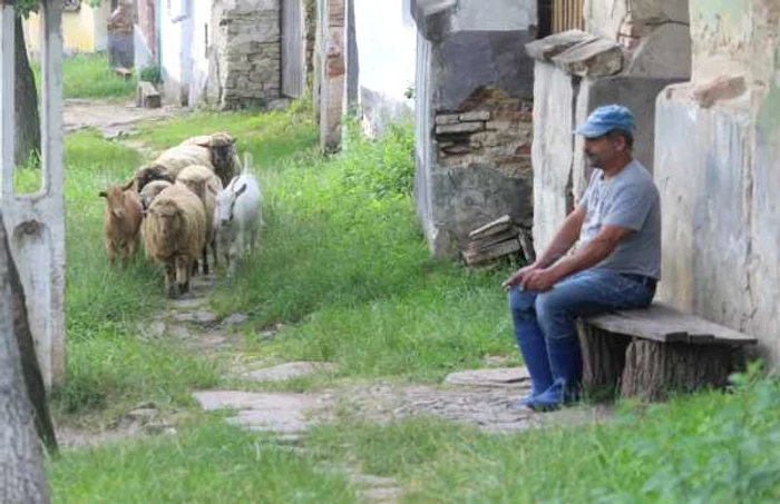 O imagine care conţine iarbă, exterior, clădire, animalDescriere generată automat