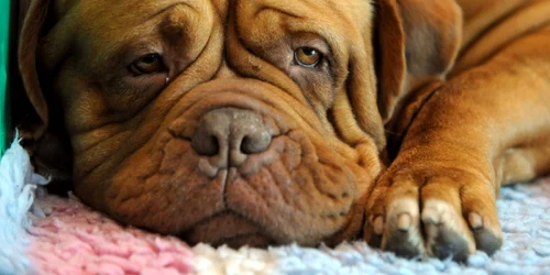 Un exemplar din rasa Dog de Bordeaux aşteaptă să concureze la Crufts Dog Show la Centrul Naţional Expoziţional din Birmingham Anglia FOTO Guliver/Getty Images