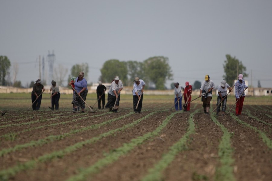 Agricultorii care au cotizat înainte de 1990 ar putea primi pensie, potrivit unui nou proiect de lege. Documentele de care au nevoie