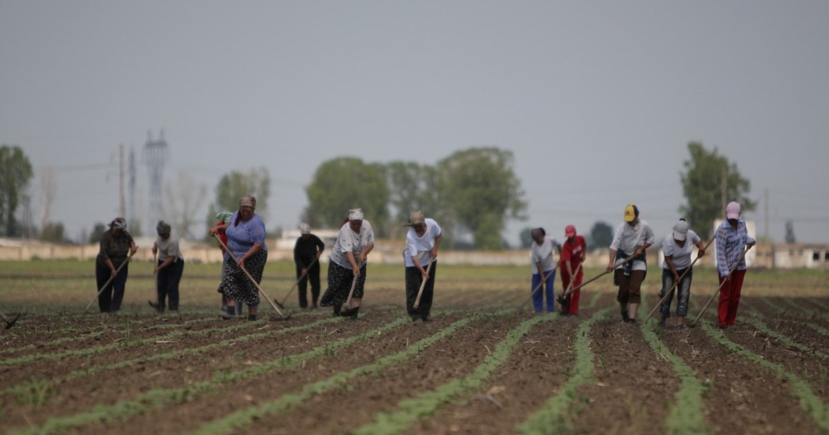 Agricultorii care au cotizat înainte de 1990 ar putea primi pensie