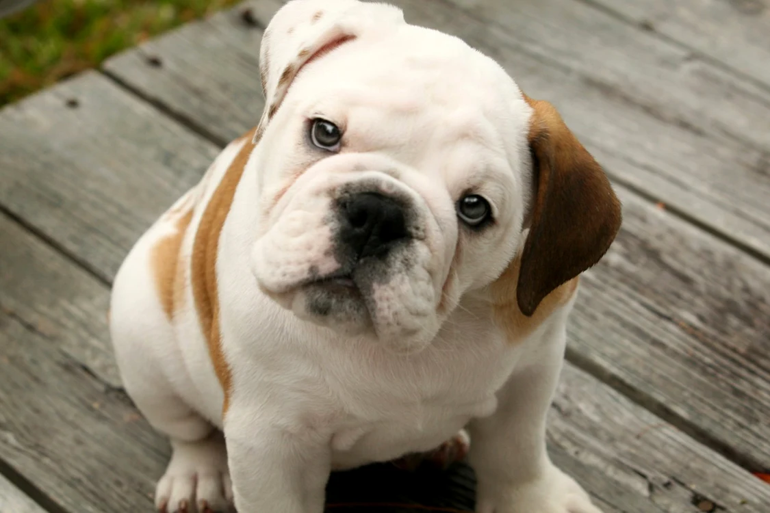 Câine din rasa Bulldog Englez FOTO bullytree.com