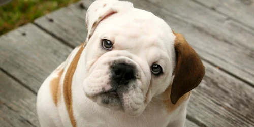 rasa bulldog englez FOTO bullytree.com