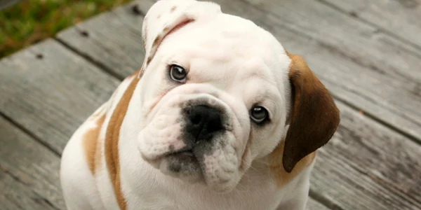 rasa bulldog englez FOTO bullytree.com
