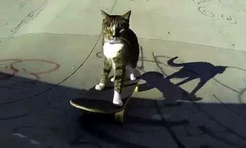 gato hace piruetas sobre una patineta   24 horas diario sin limites jpeg