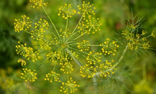 1 80669 original jpg jpeg