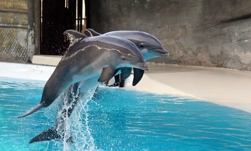 1 73881 original jpg jpeg