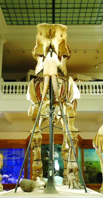  scheletul de Deinotherium gigantissimum foto George Nazareanu 2 JPG jpeg