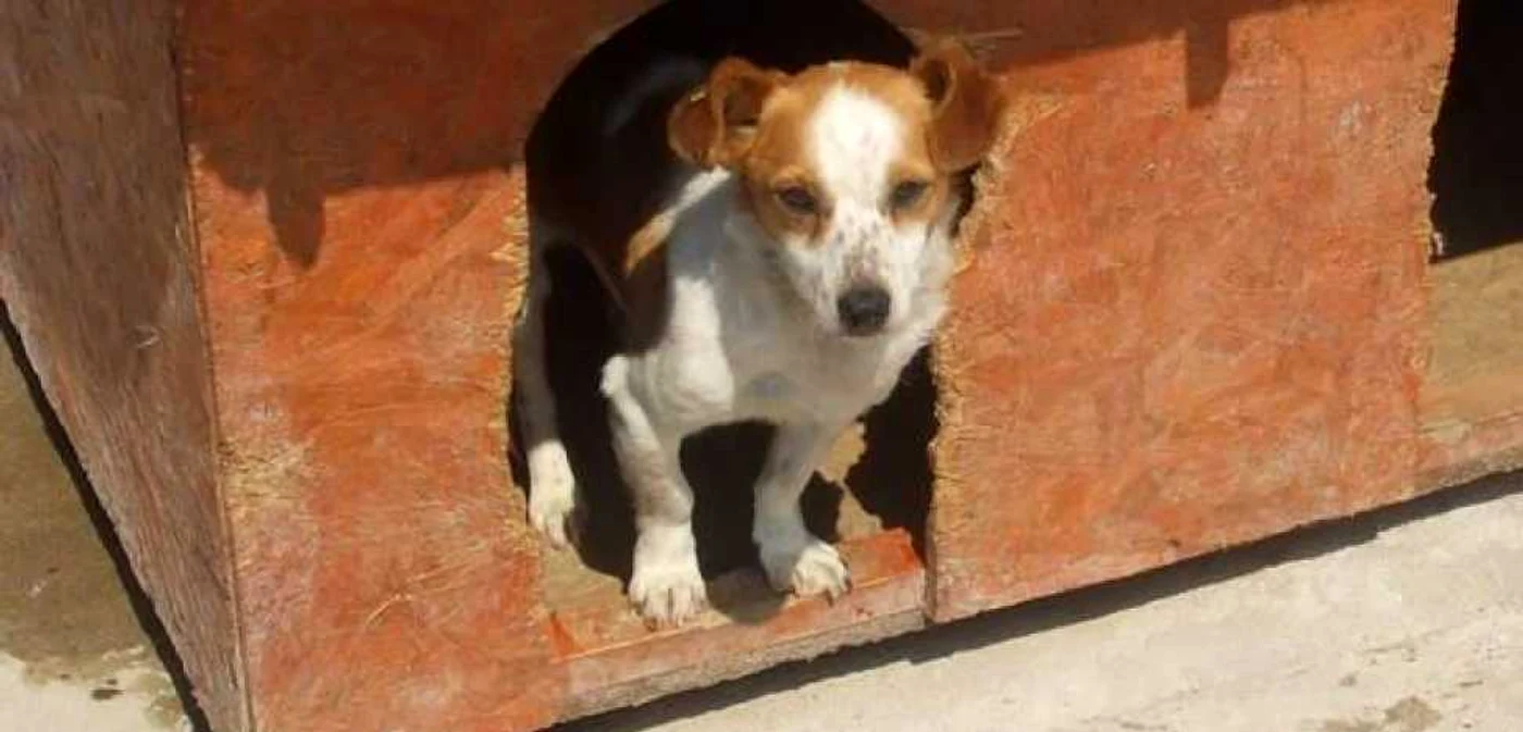 Câini pentru adopție
