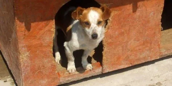 Câini pentru adopție