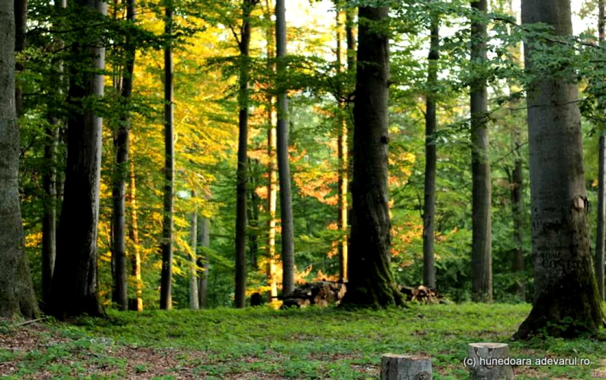 padure sarmizegetusa regia
