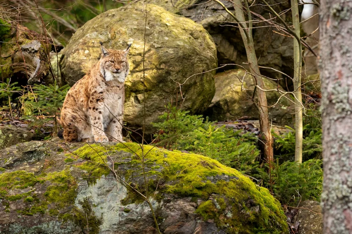 Râsul a fost surprins de camerele de luat vederi. / foto: freepik.com